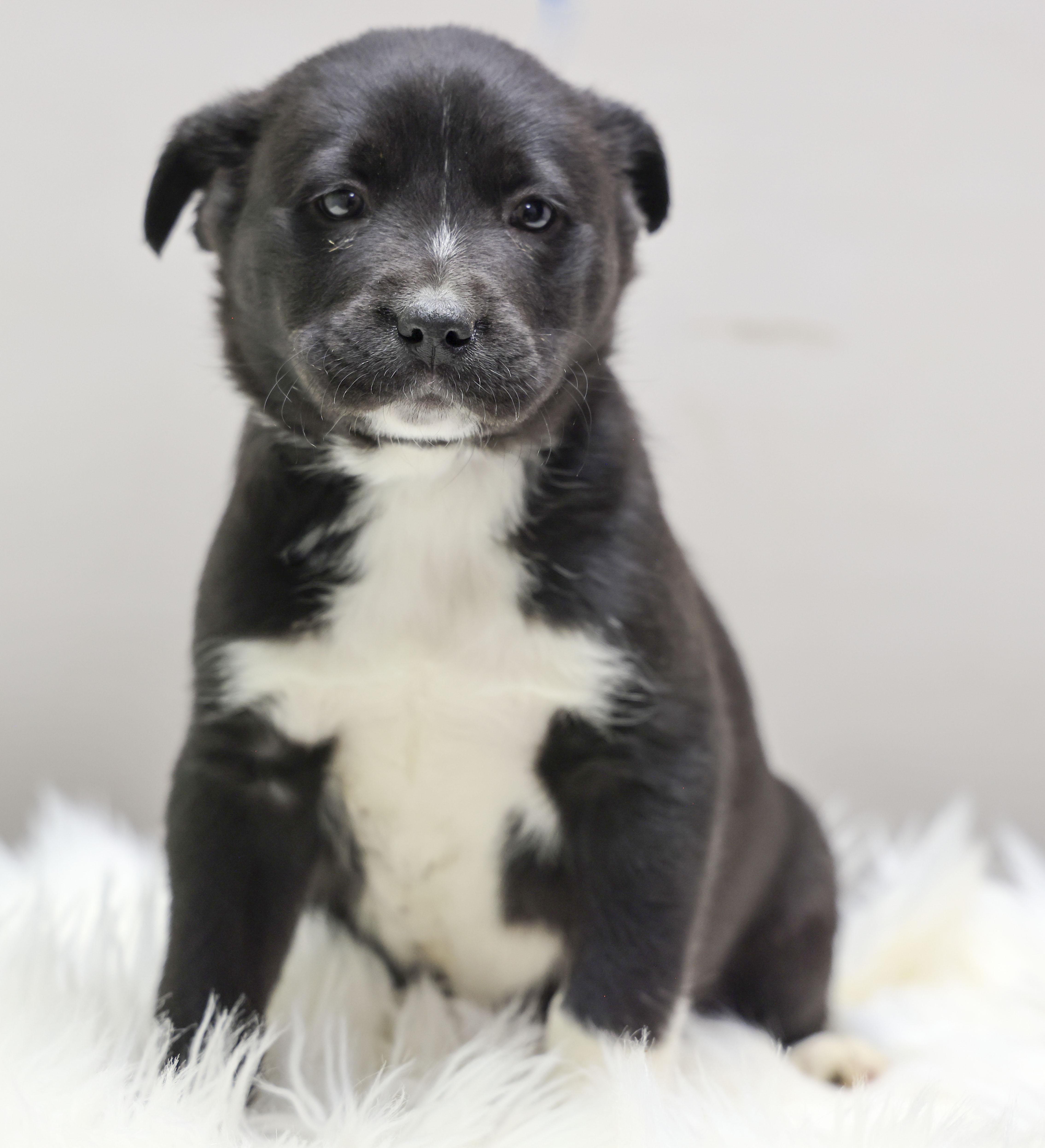 Enlarge The Gorgeous Girls Litter -- Camila, a ADOPTABLE mixed breed in Casa Grande, AZ image 1/3