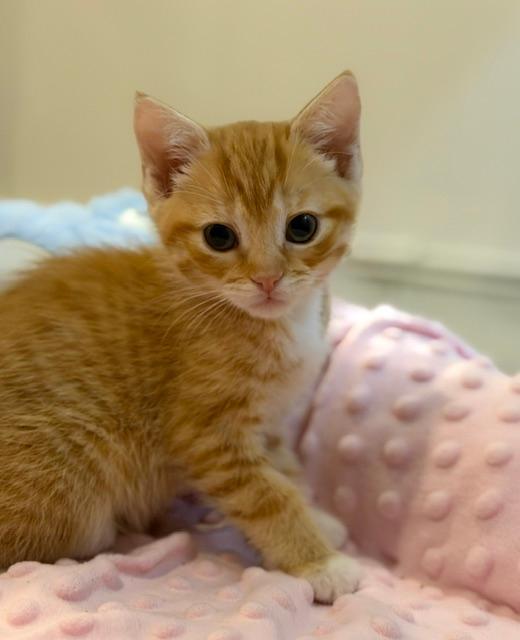 Caramel, adopted, Kitten Female Domestic Short Hair.