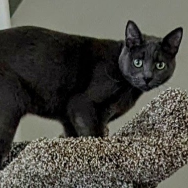 Thor, a Adoptable Domestic Short Hair in Silverton, OR image 1/3