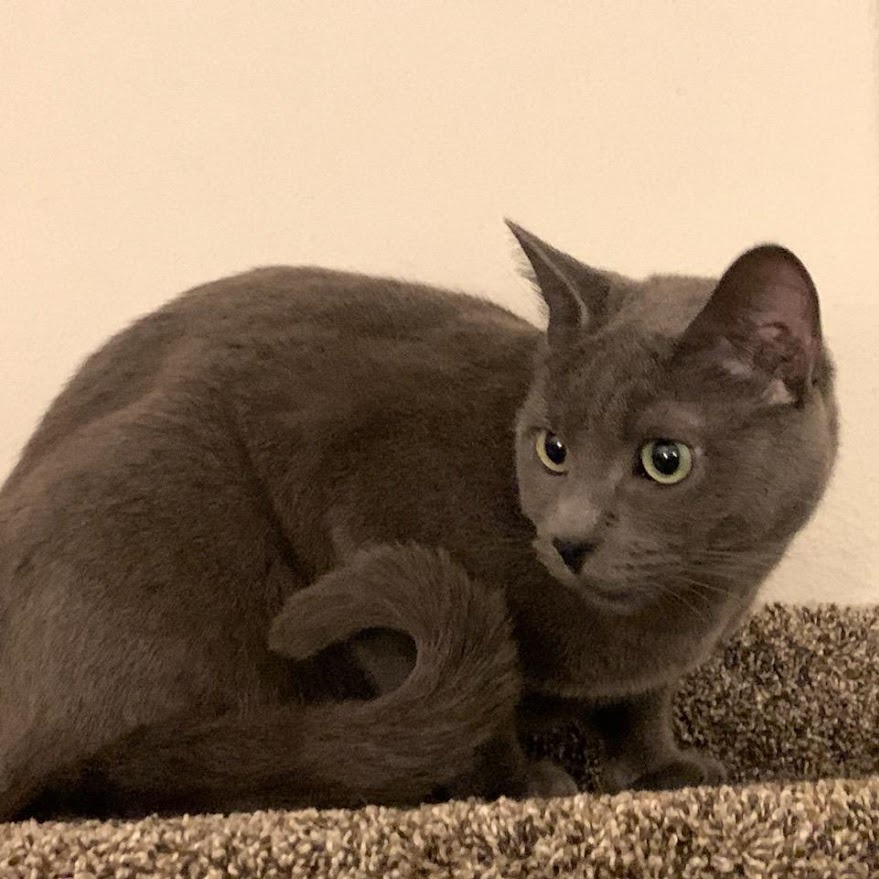 Thor, a Adoptable Domestic Short Hair in Silverton, OR image 2/3