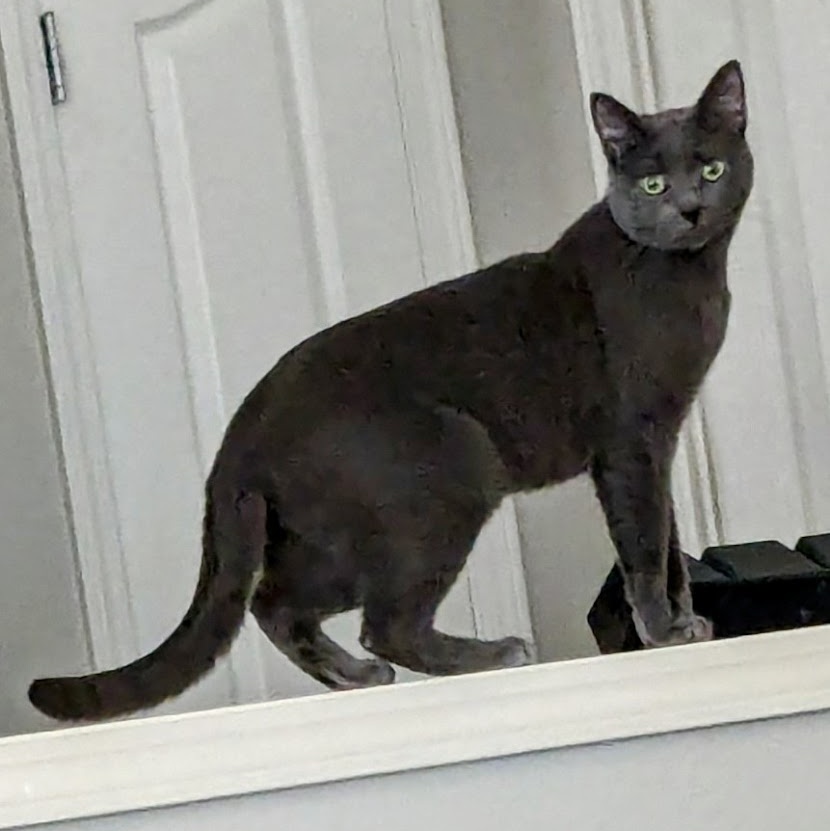 Thor, a Adoptable Domestic Short Hair in Silverton, OR image 3/3