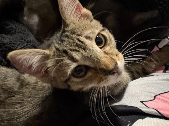 Finch, adopted, Kitten Male Domestic Short Hair.