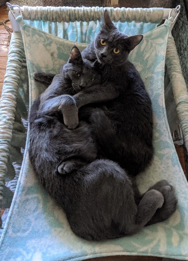 Heart & Valentine, an adoptable Russian Blue in Cottonwood, CA, 96022 | Photo Image 2