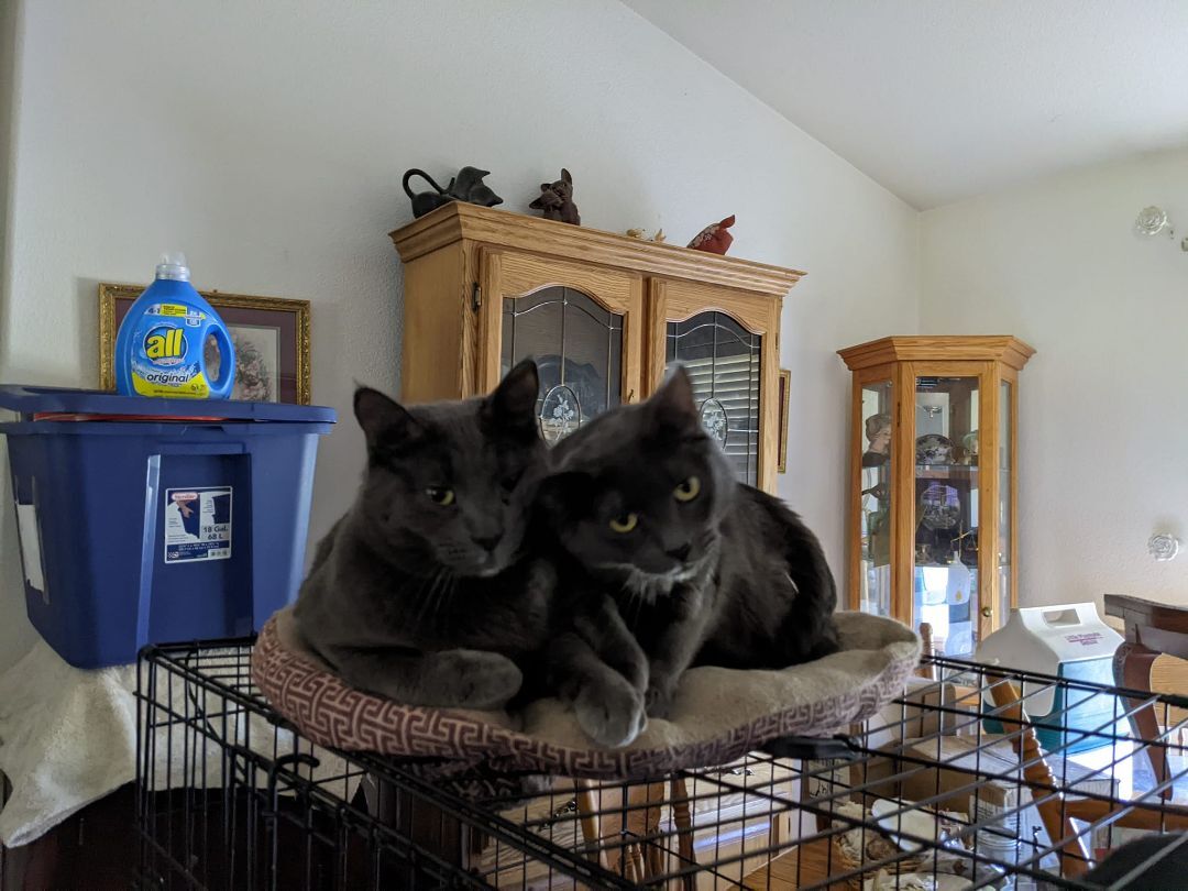 Enlarge Heart & Valentine, a Adoptable Russian Blue in Cottonwood, CA image 9/12