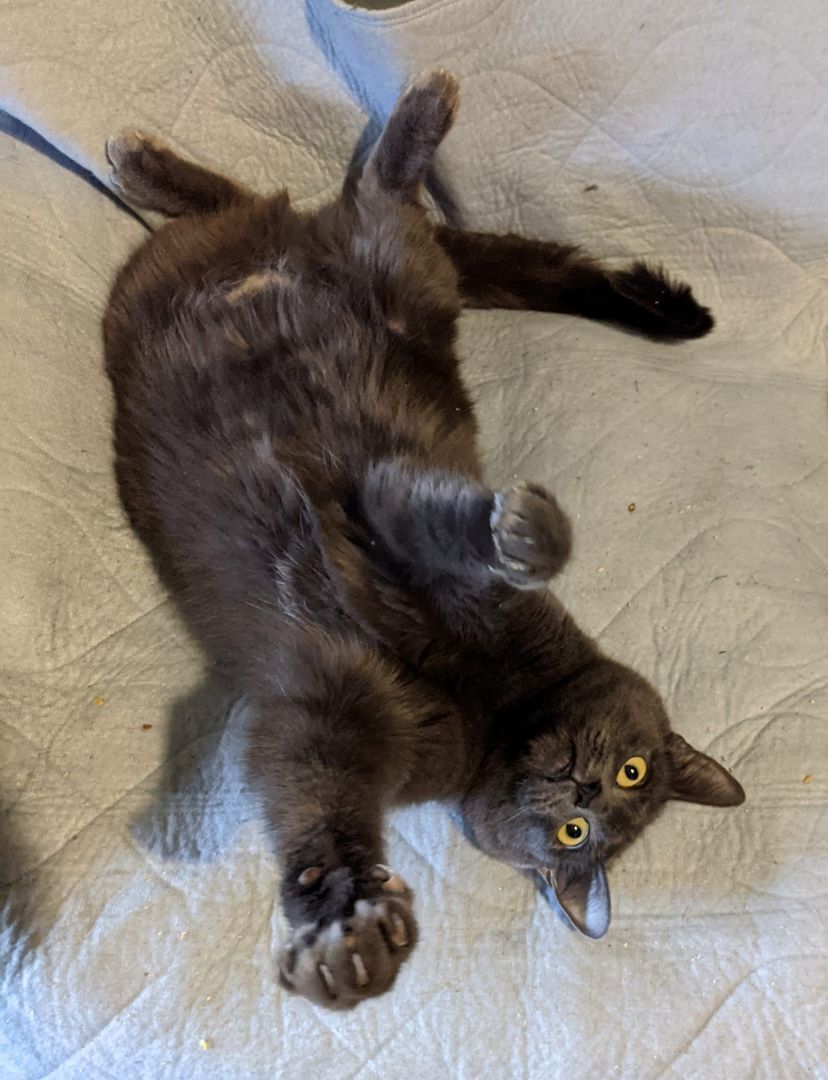 Heart & Valentine, an adoptable Russian Blue in Cottonwood, CA, 96022 | Photo Image 4