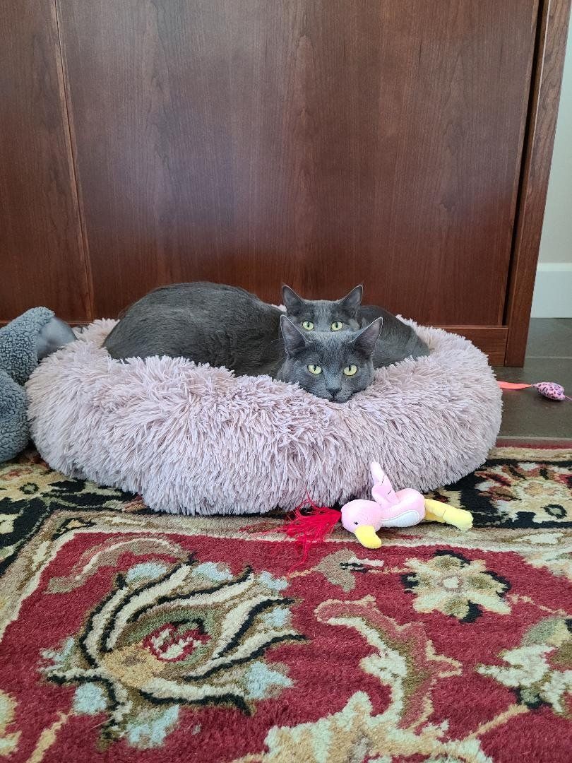 Enlarge Heart & Valentine, a Adoptable Russian Blue in Cottonwood, CA image 11/12