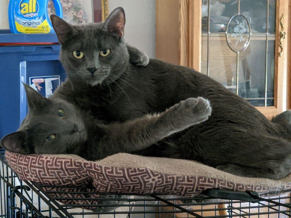 Heart & Valentine, a Adoptable Russian Blue in Cottonwood, CA image 1/12