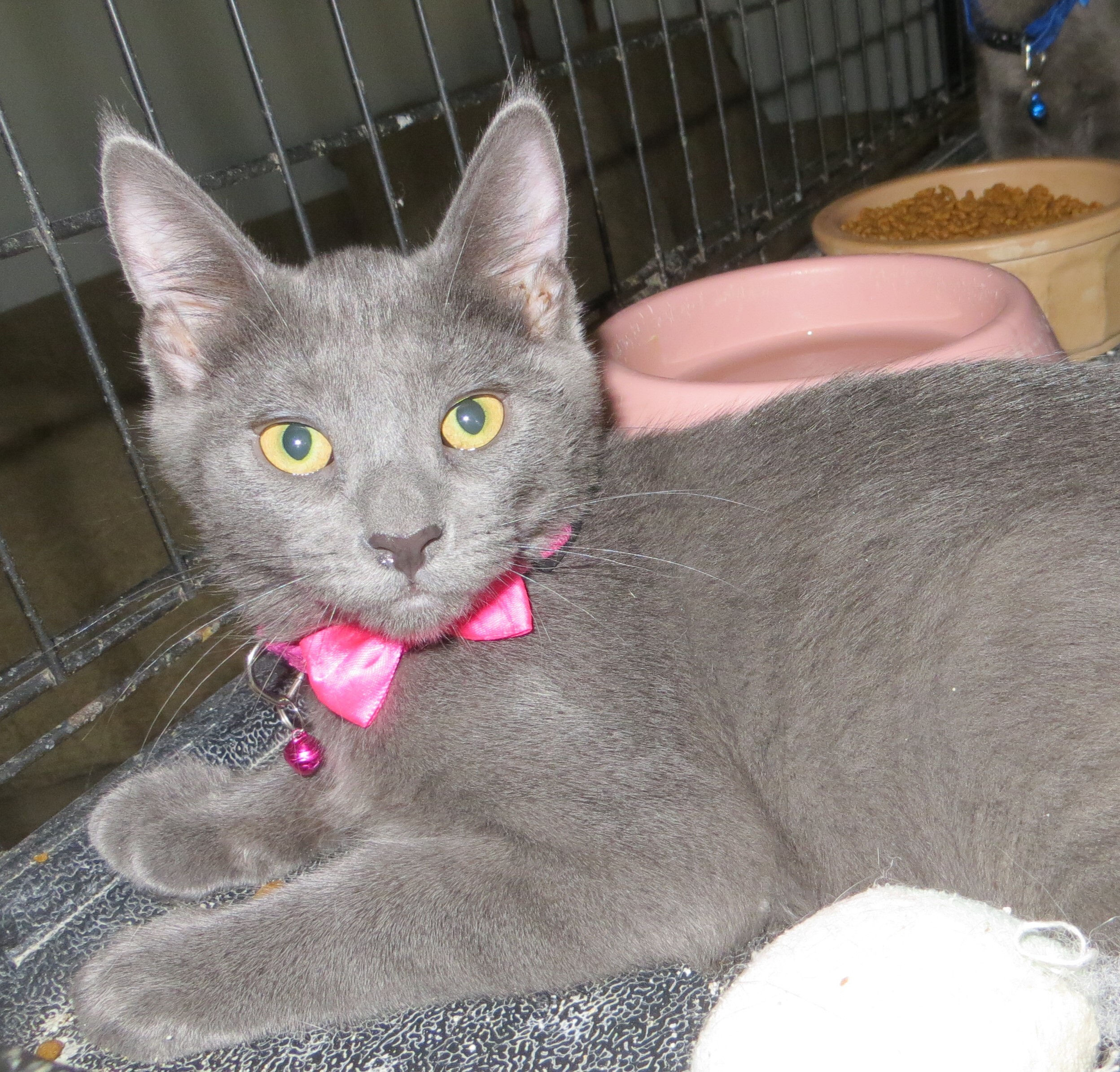 Enlarge Heart & Valentine, a Adoptable Russian Blue in Cottonwood, CA image 12/12