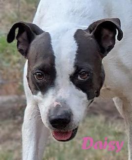 Miss Daisy, Adoptable, Adult Female Boston Terrier & Australian Cattle Dog / Blue Heeler.