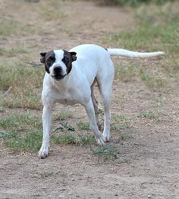Enlarge Miss Daisy, a Adoptable mixed breed in Mission, TX image 2/4