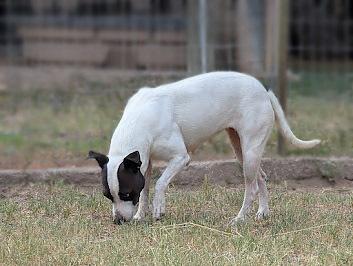 Enlarge Miss Daisy, a Adoptable mixed breed in Mission, TX image 3/4