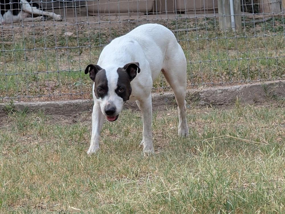 Enlarge Miss Daisy, a Adoptable mixed breed in Mission, TX image 1/1