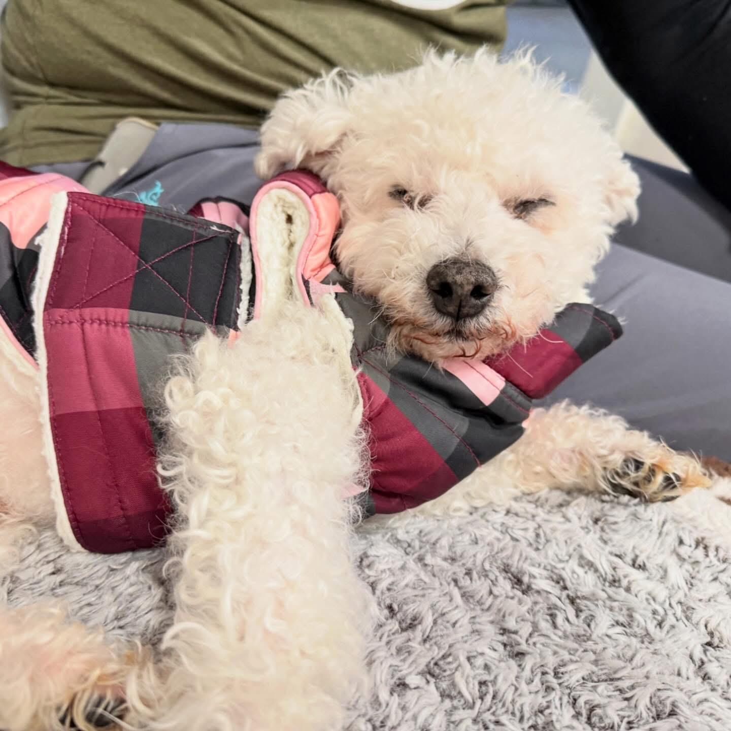 Meep, an adopted mixed breed in Foster, RI image 3/4