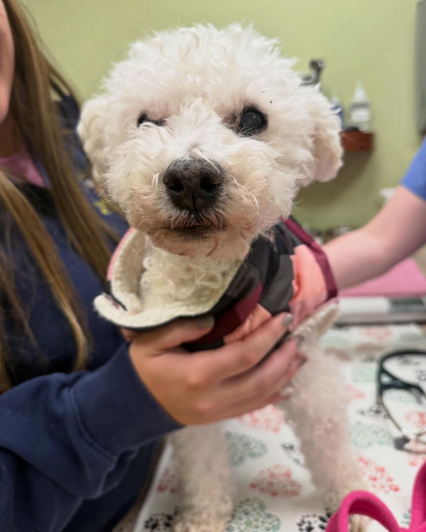 Meep, an adopted mixed breed in Foster, RI image 4/4