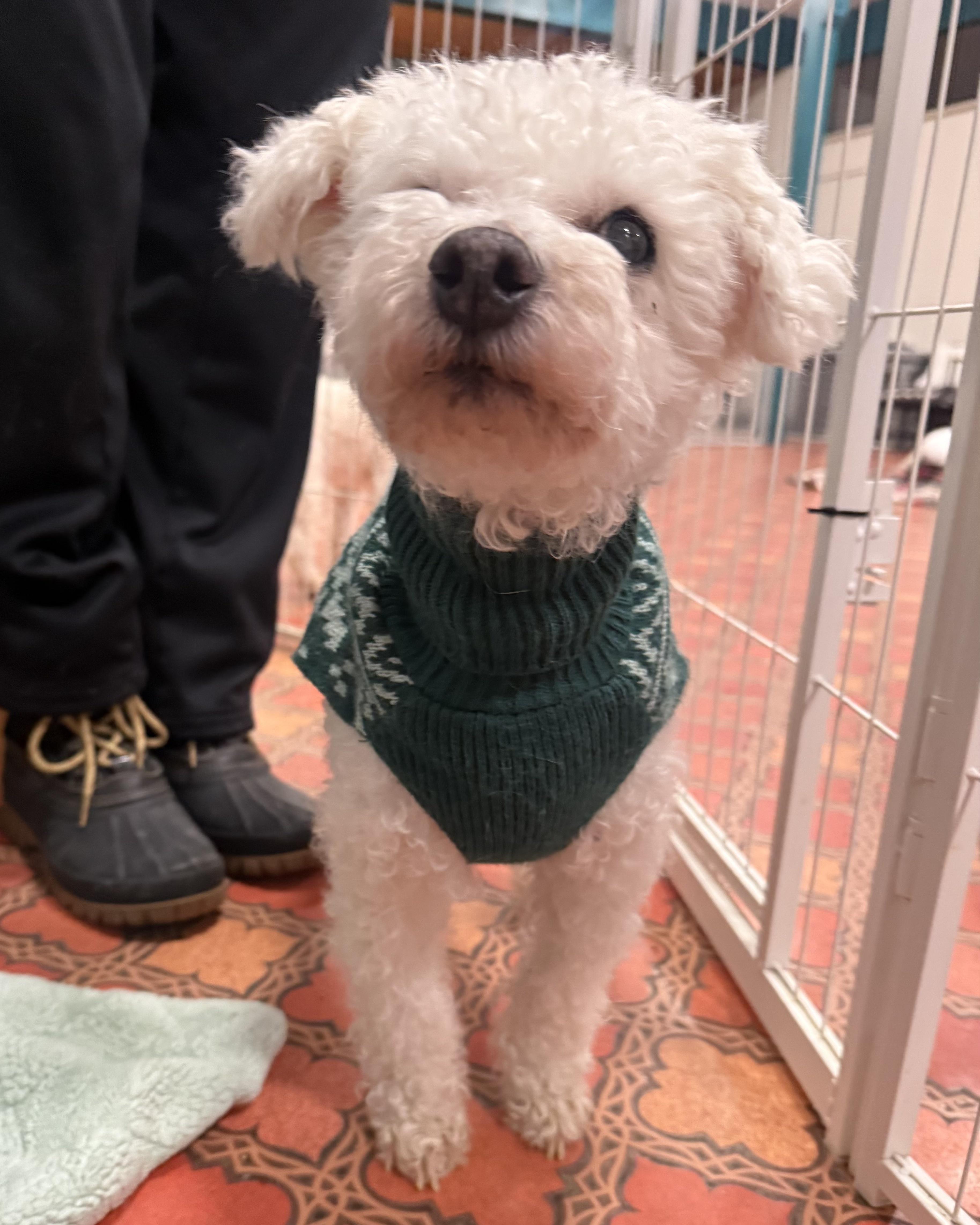 Meep, adopted, Senior Male Bichon Frise.