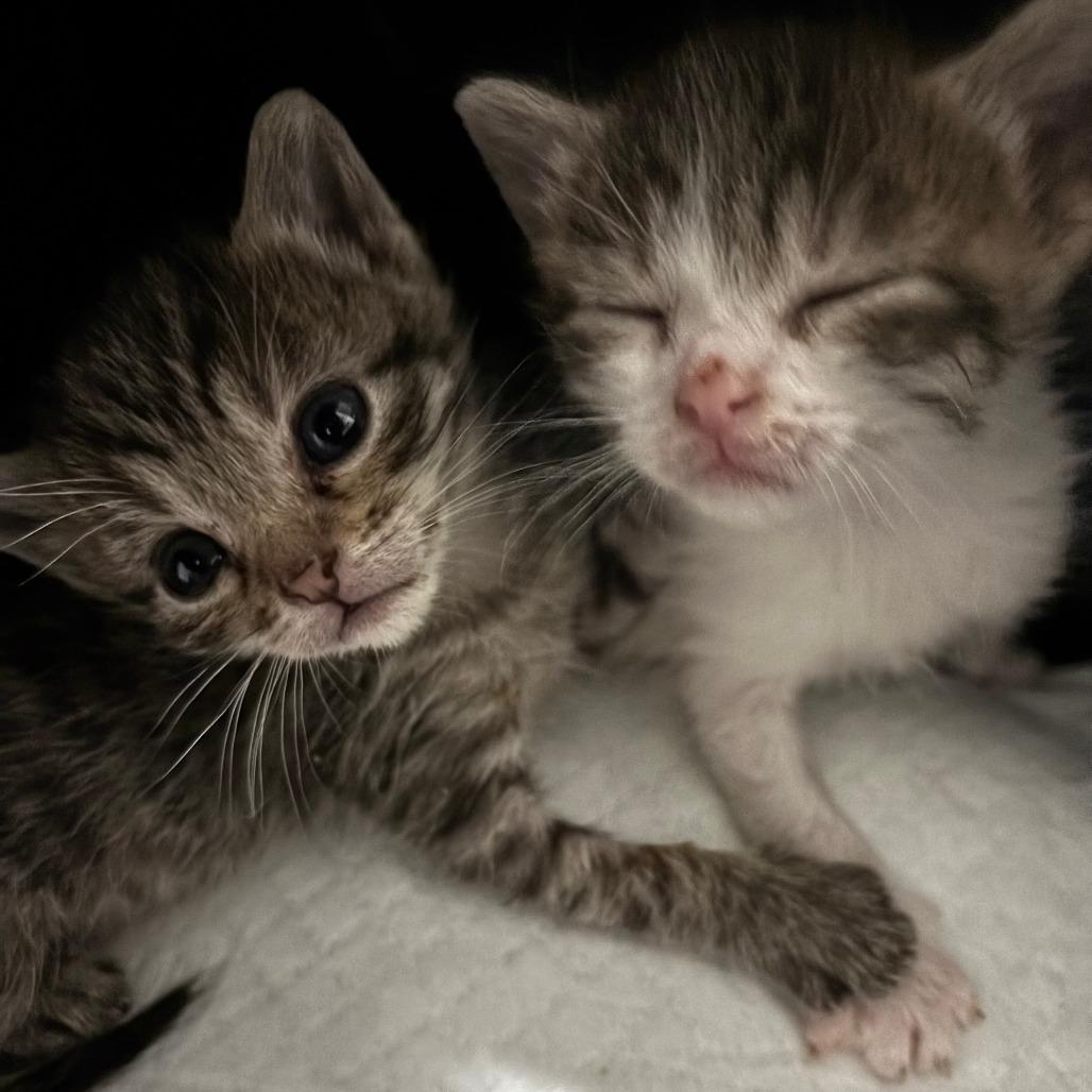 Enlarge Weebles, a Adoptable Domestic Short Hair in Naperville, IL image 2/6
