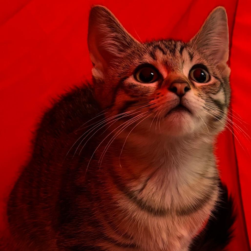 Enlarge Weebles, a Adoptable Domestic Short Hair in Naperville, IL image 3/6