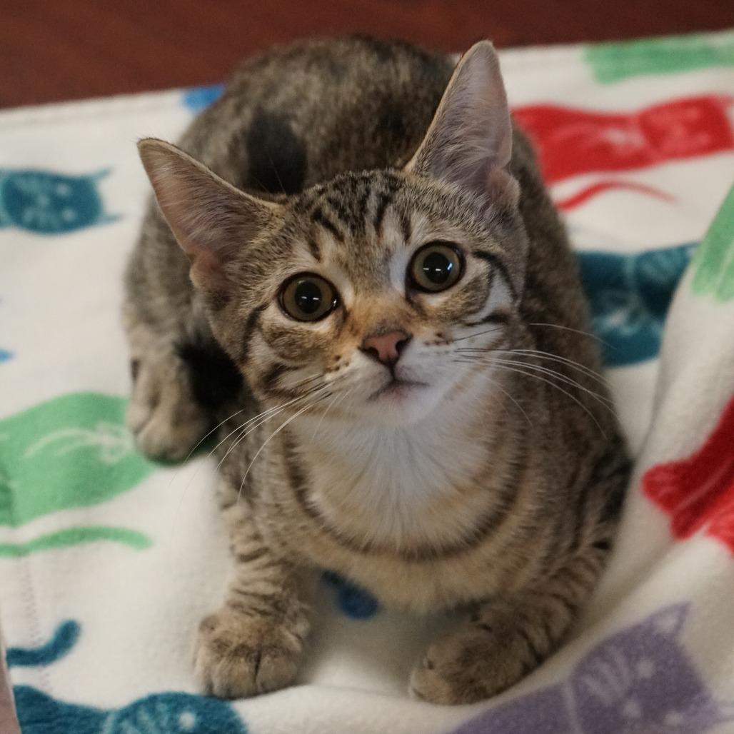 Enlarge Weebles, a Adoptable Domestic Short Hair in Naperville, IL image 4/6
