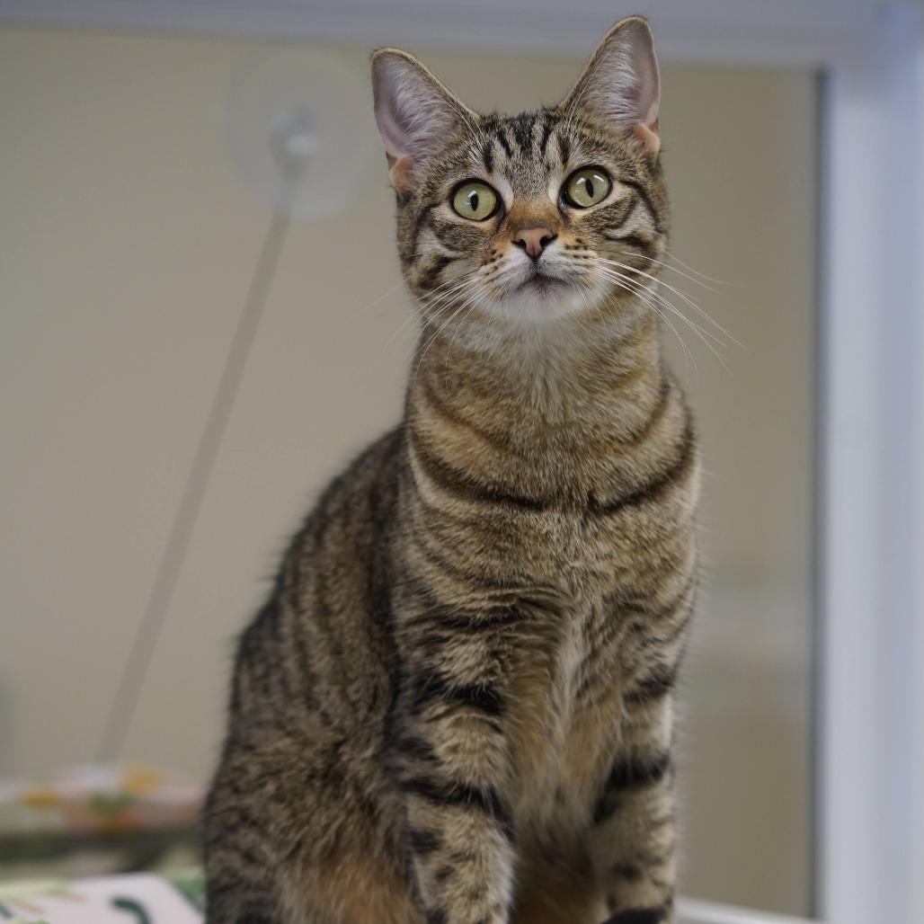 Enlarge Weebles, a Adoptable Domestic Short Hair in Naperville, IL image 5/6