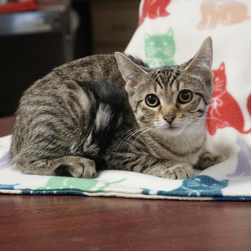 Enlarge Weebles, a Adoptable Domestic Short Hair in Naperville, IL image 6/6