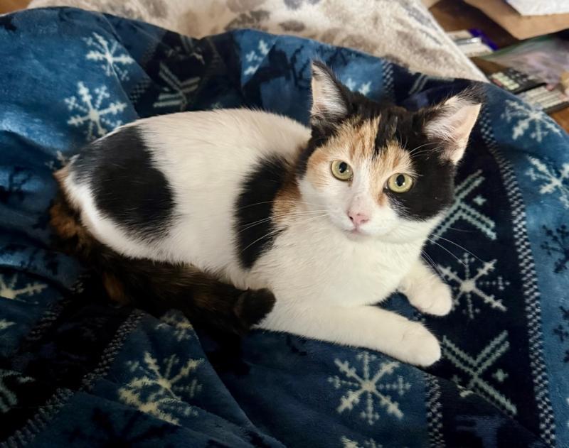 Abby, a Adoptable Calico in Sunnyvale, CA image 1/2