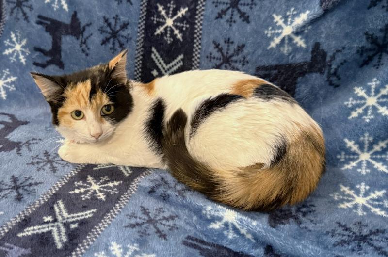 Abby, a Adoptable Calico in Sunnyvale, CA image 2/2