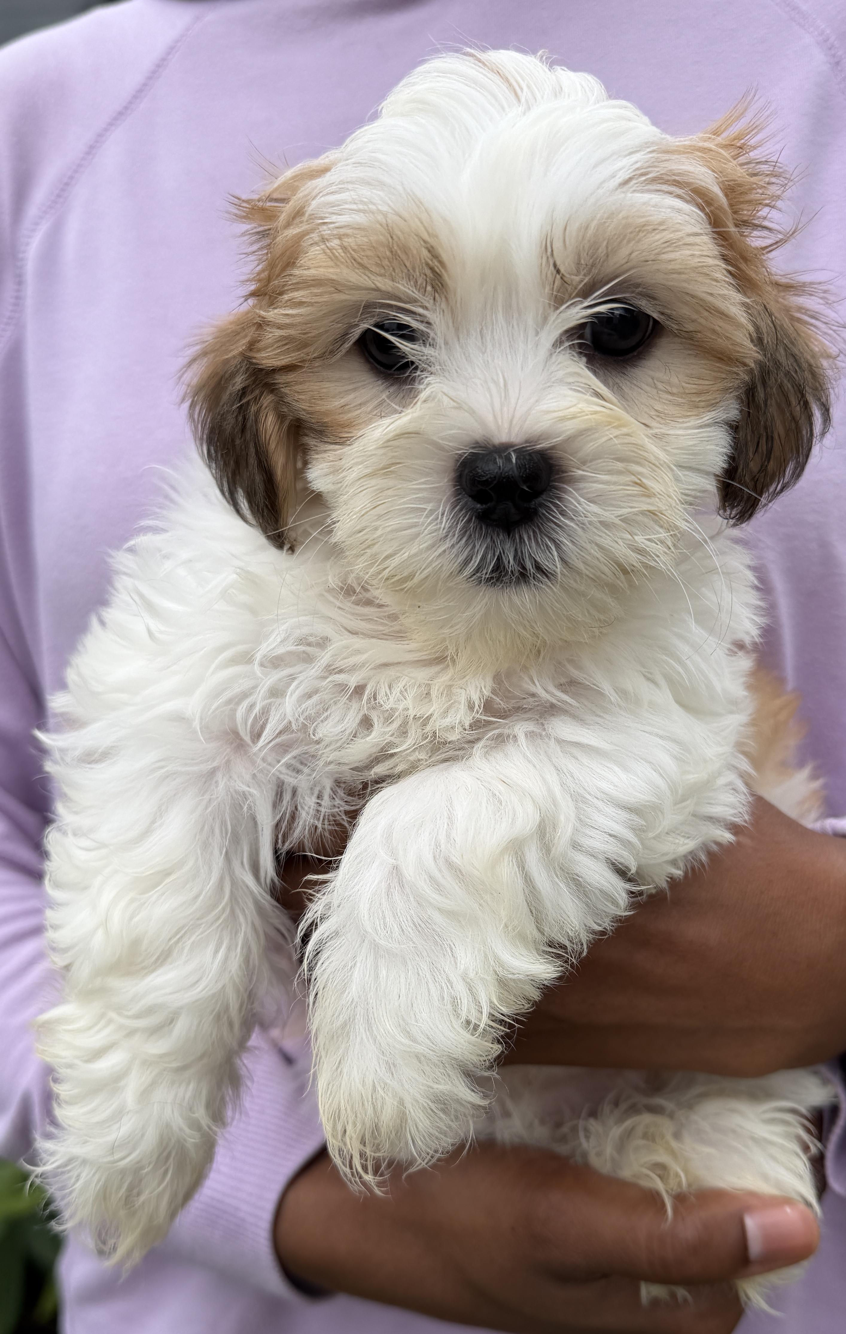 Cannoli, Adoptable, Puppy Female Shih Tzu.