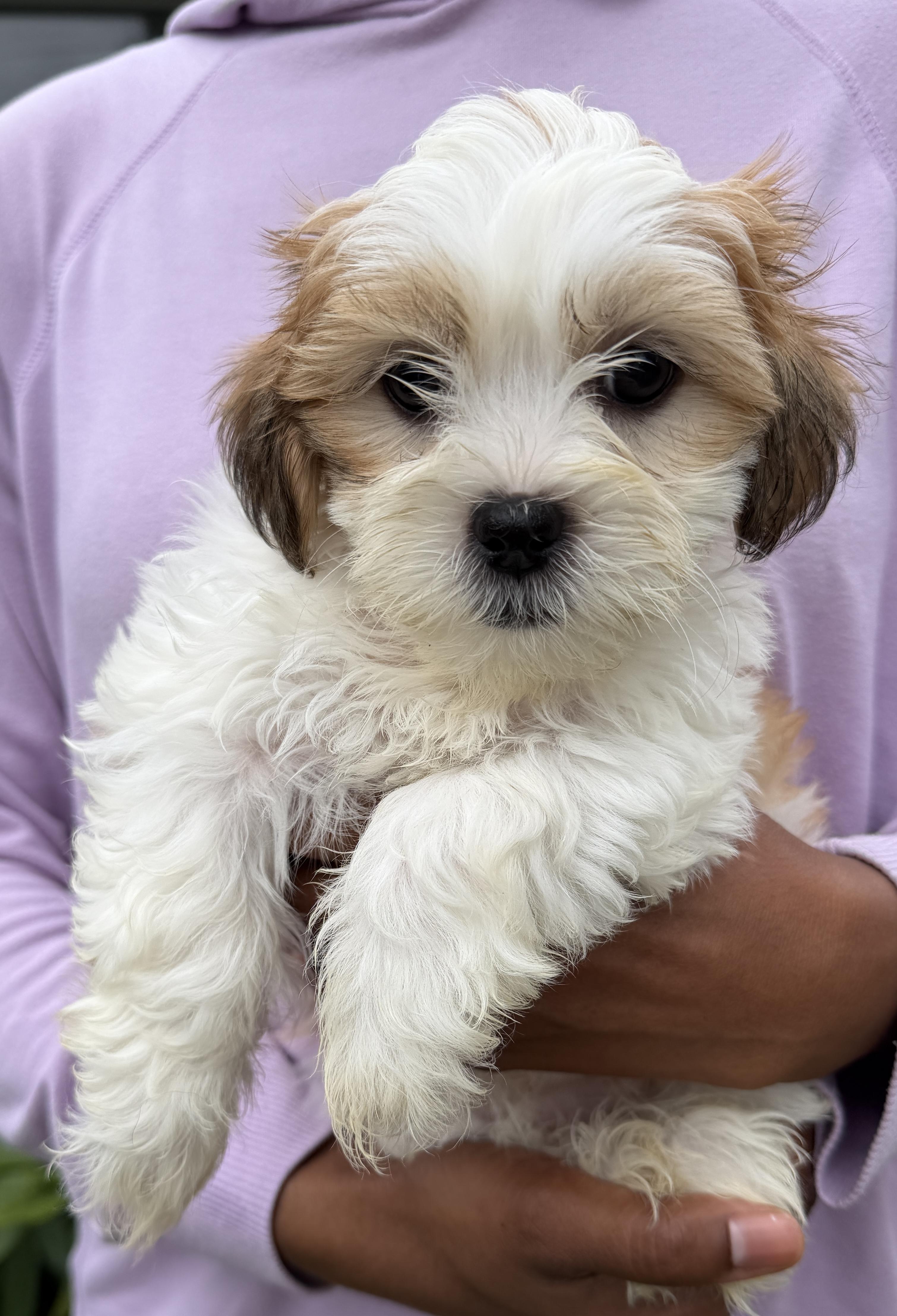 Enlarge Cannoli, a Adoptable Shih Tzu in Beaverton, OR image 2/2