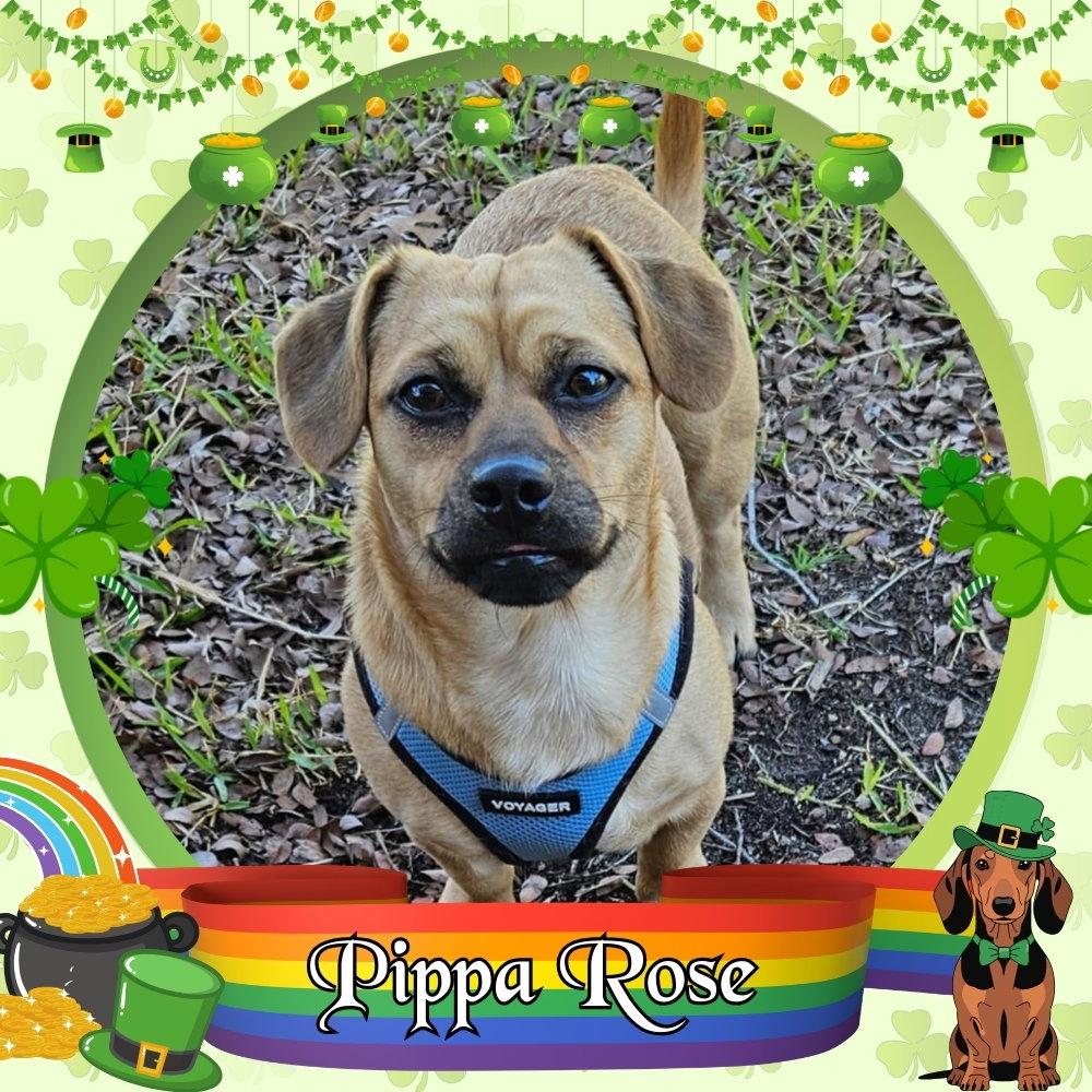 Pippa Rose, Adopted, Adult Female Dachshund.