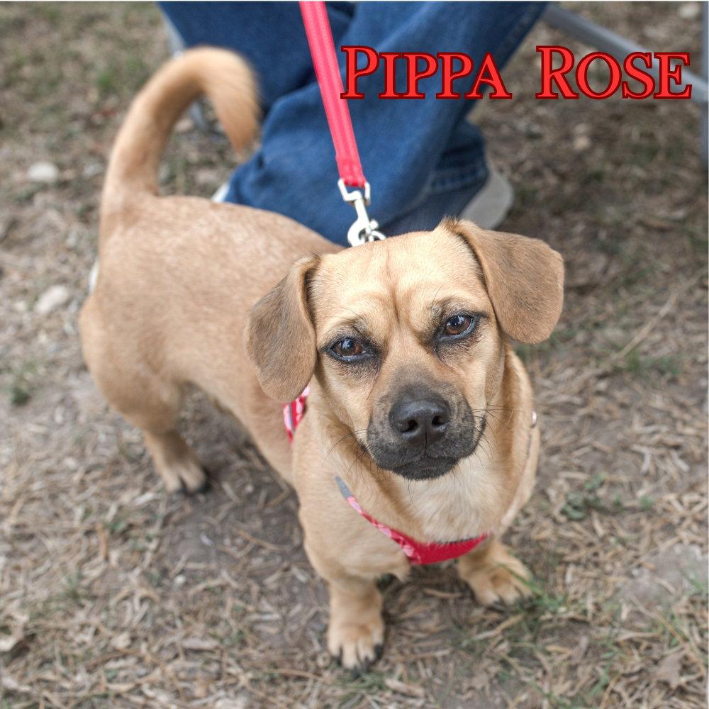 Enlarge Pippa Rose, a Adopted Dachshund in San Antonio, TX image 2/3