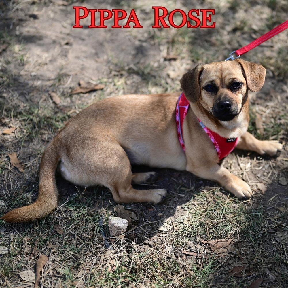 Enlarge Pippa Rose, a Adopted Dachshund in San Antonio, TX image 3/3
