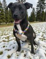 Enlarge Carlton, a Adoptable Mixed Breed in Sullivan, IN image 1/1