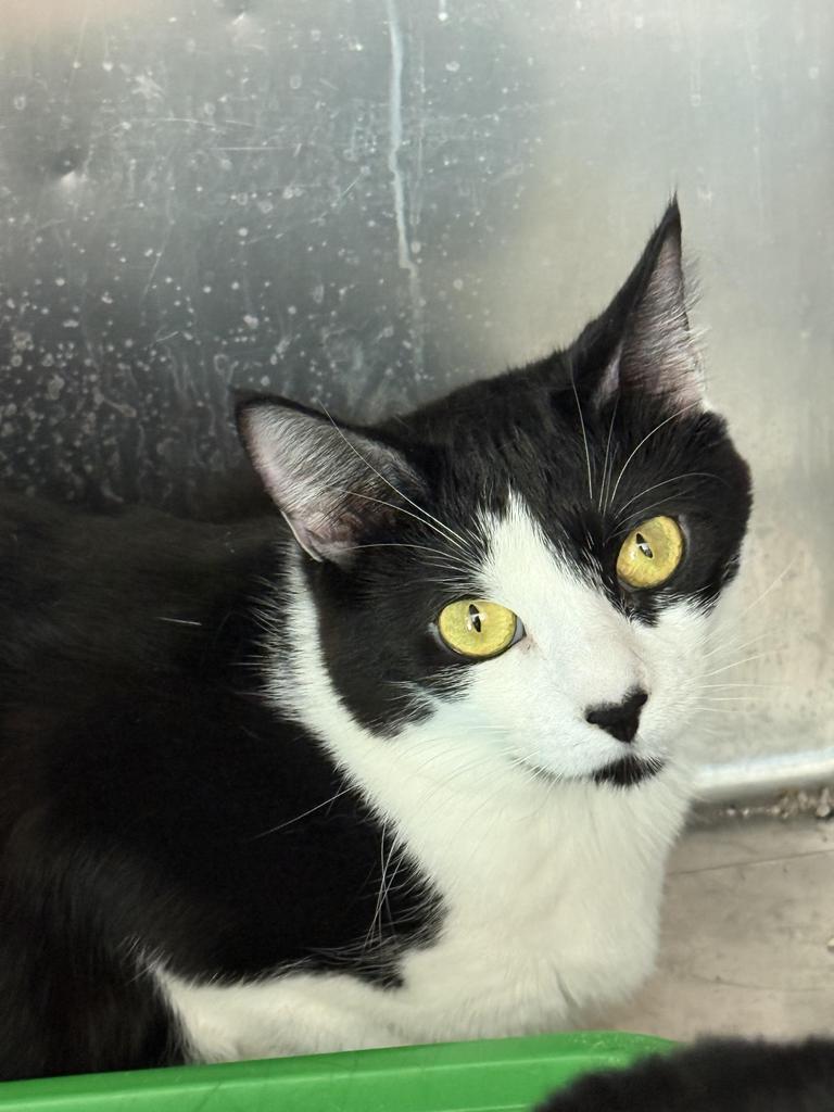 Enlarge Lucky (Inyo K14), a Adoptable mixed breed in Pahrump, NV image 1/2