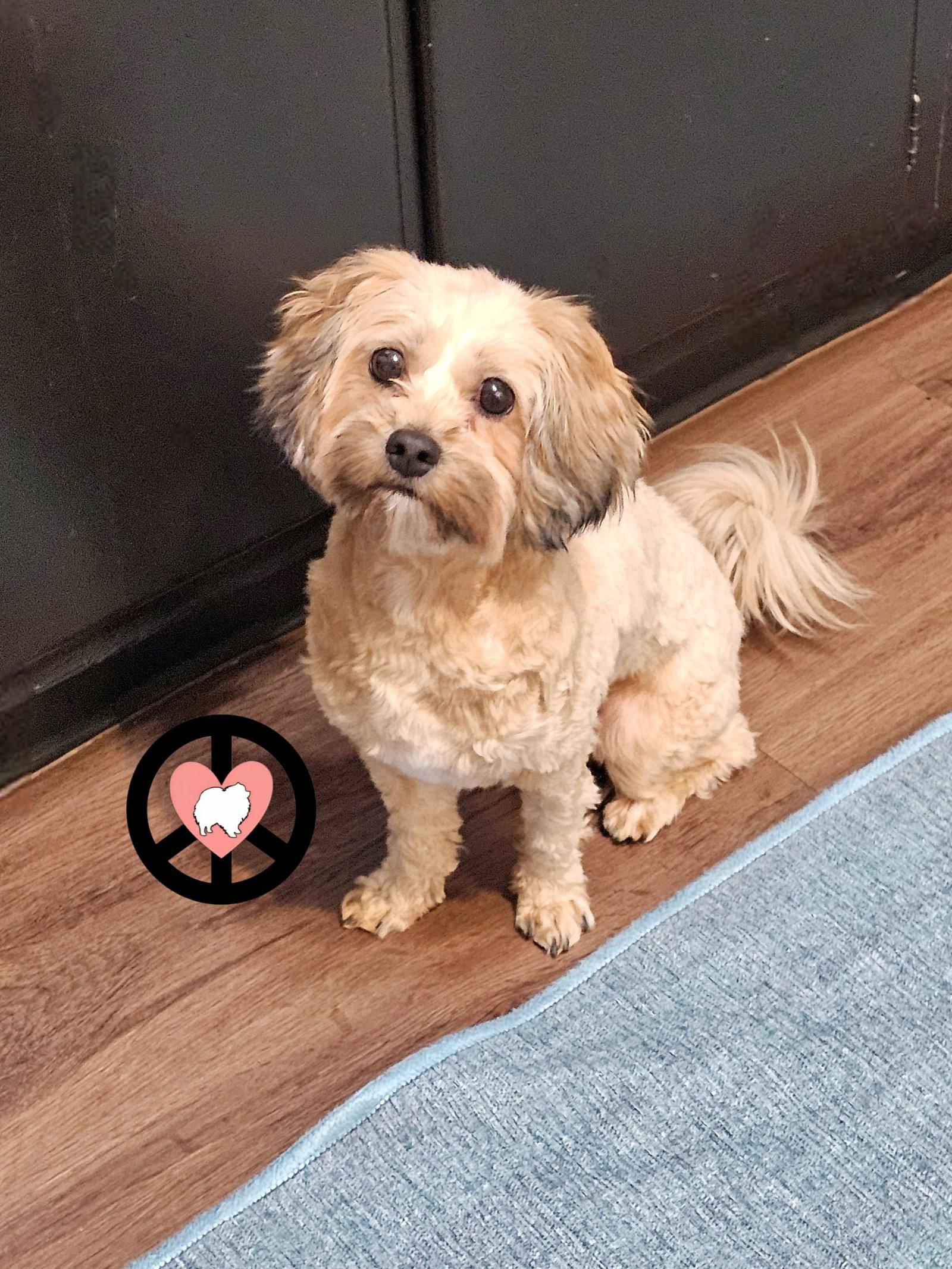 Zoe, Adoptable, Young Female Shih Tzu & Poodle.