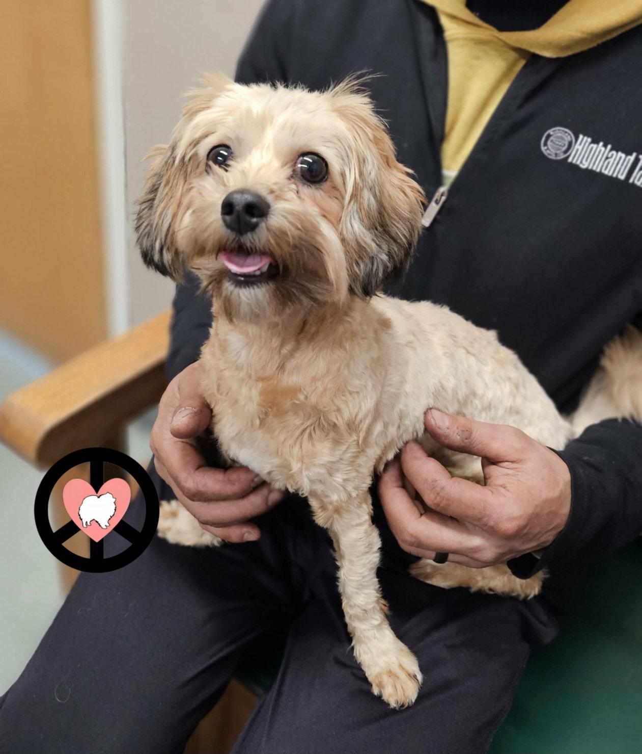 Enlarge Zoe, a Adoptable mixed breed in Lebanon, PA image 3/3