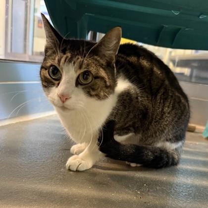 Mau Mau — thumbnail 3