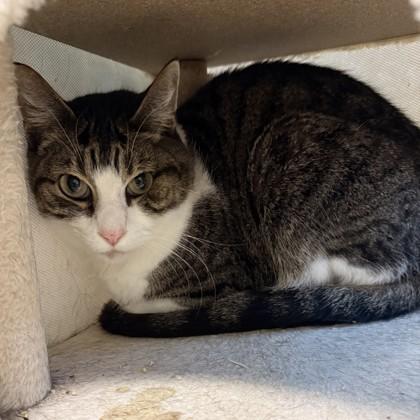 Mau Mau — thumbnail 4