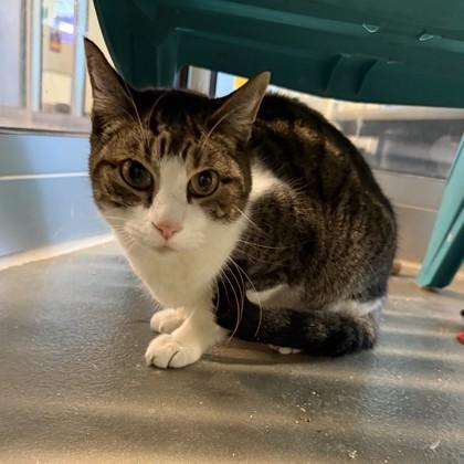 Mau Mau — thumbnail 5