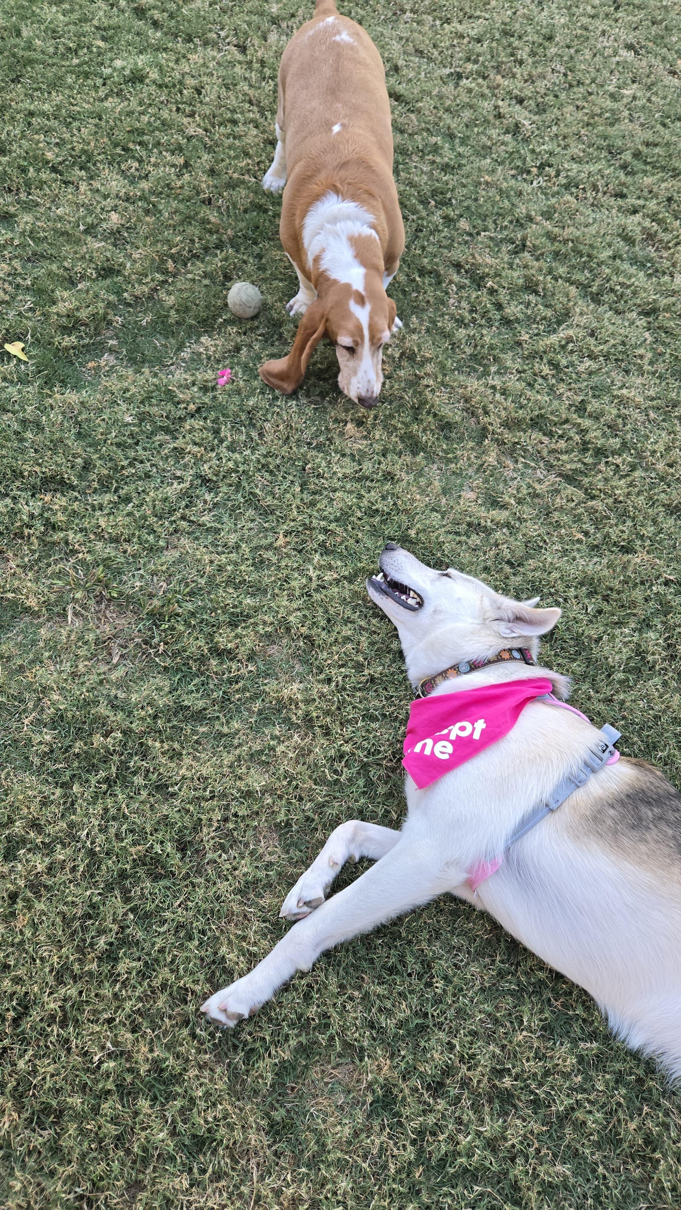 CeeCee ( Celine ), a ADOPTABLE mixed breed in Thousand Oaks, CA image 6/6