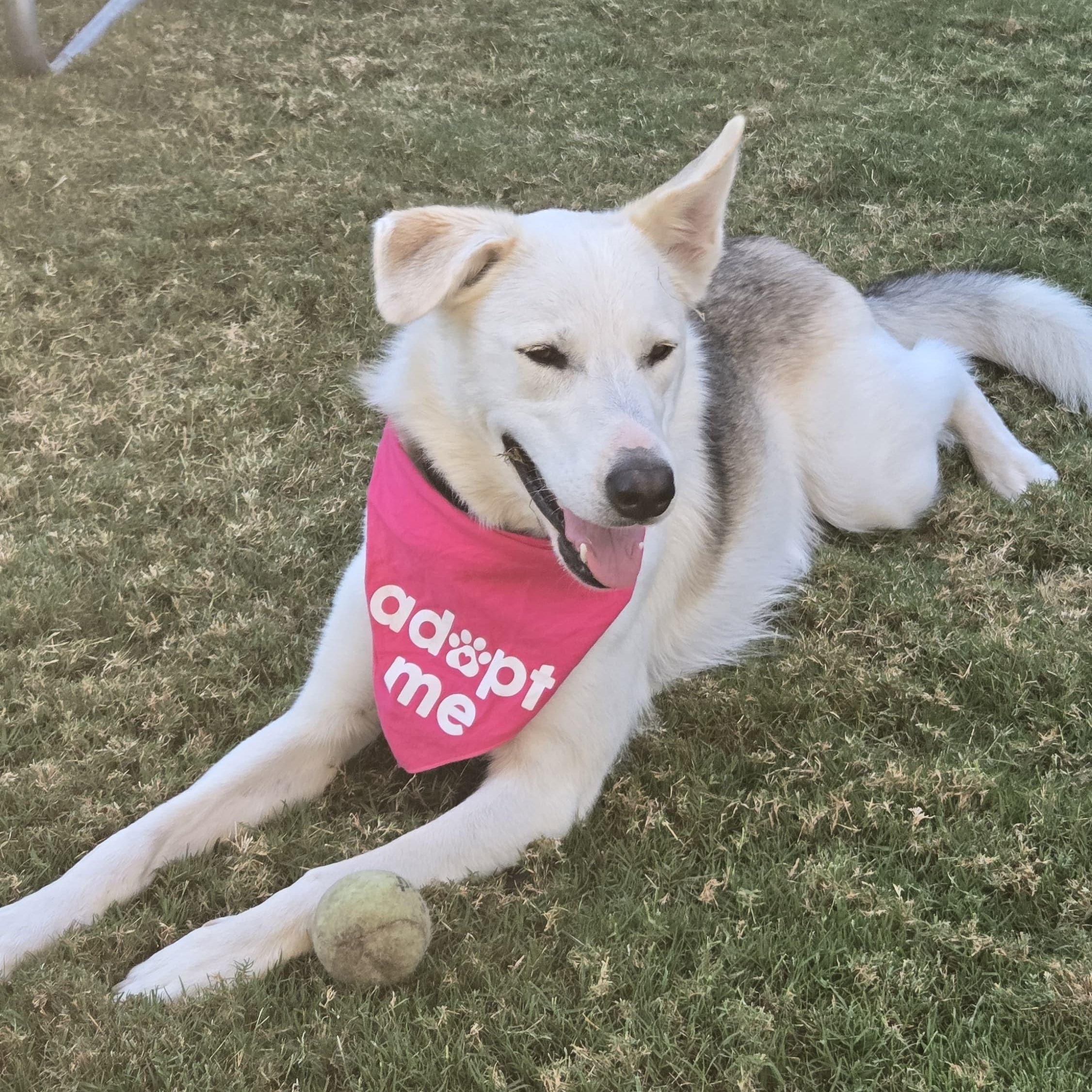 CeeCee ( Celine ), a ADOPTABLE mixed breed in Thousand Oaks, CA image 2/6