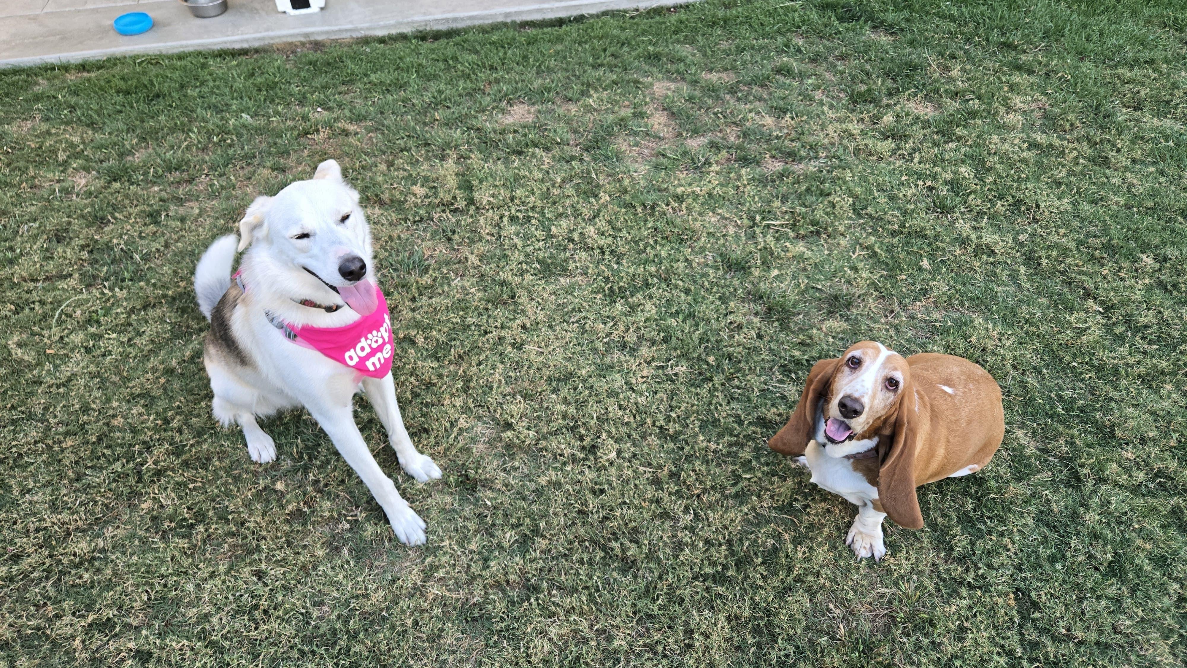 CeeCee ( Celine ), a ADOPTABLE mixed breed in Thousand Oaks, CA image 5/6