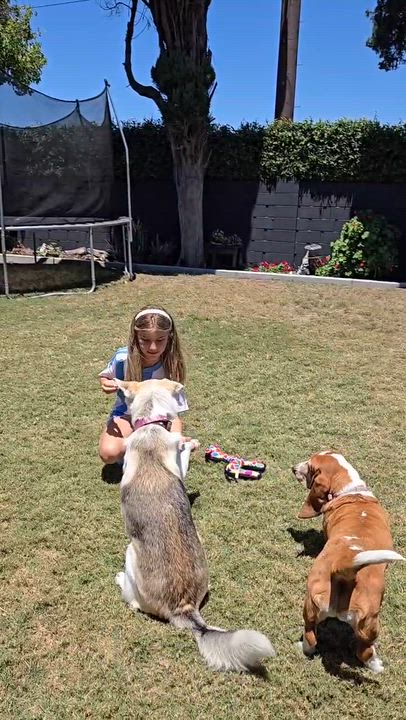 Enlarge CeeCee ( Celine ), a ADOPTABLE mixed breed in Thousand Oaks, CA video 3/6