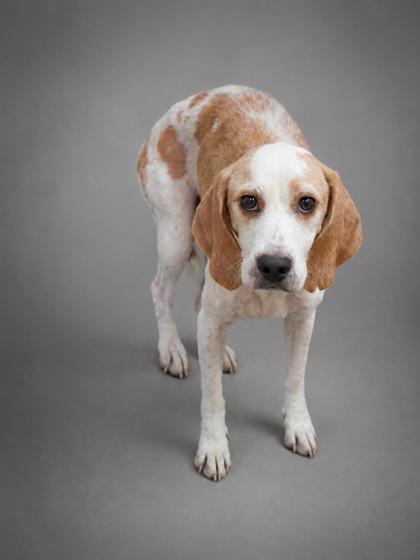 Aria, Adoptable, Senior Female Beagle & Mixed Breed.