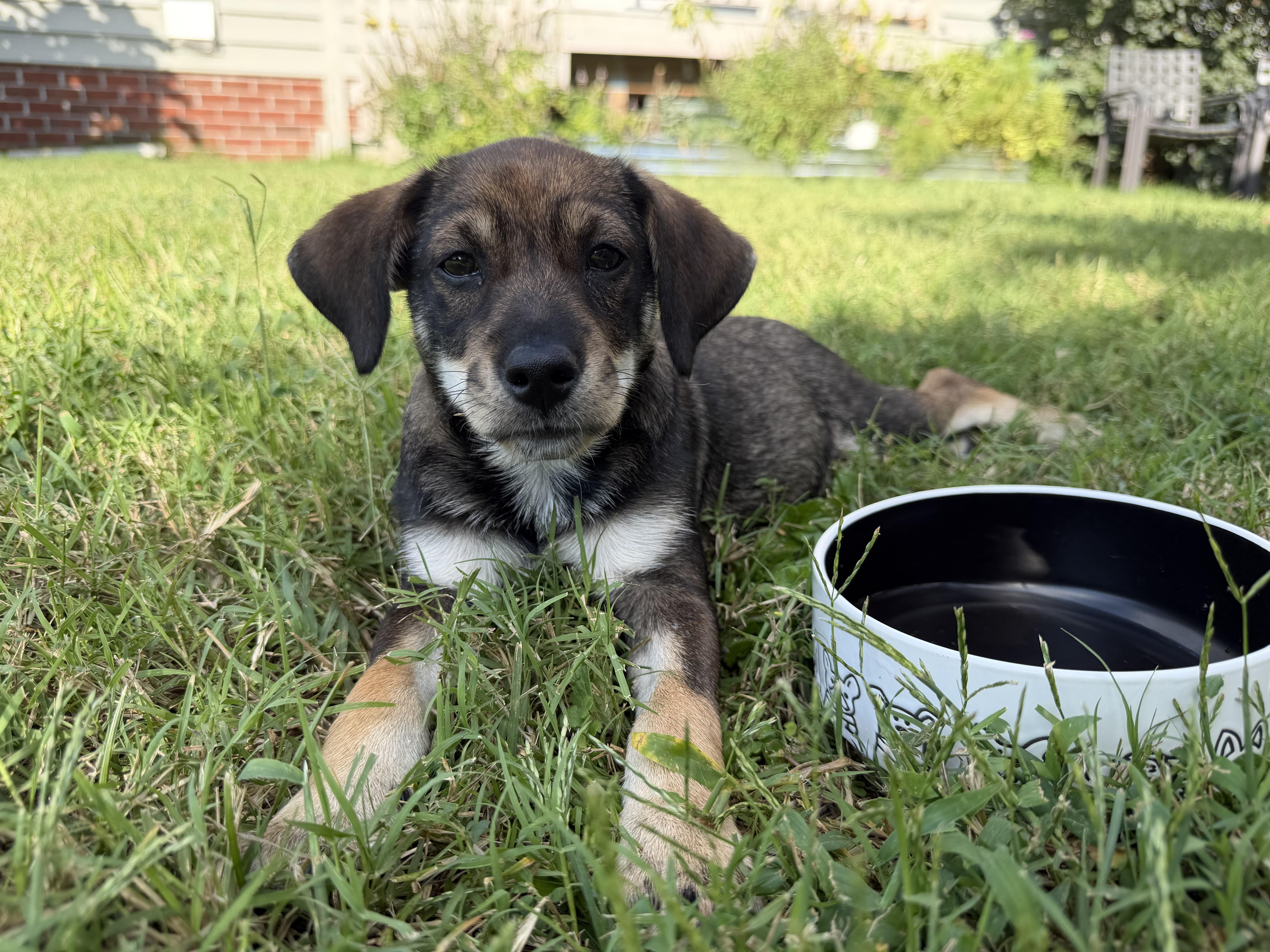 Enlarge Five, a Adoptable Hound in Richmond, VA image 2/6
