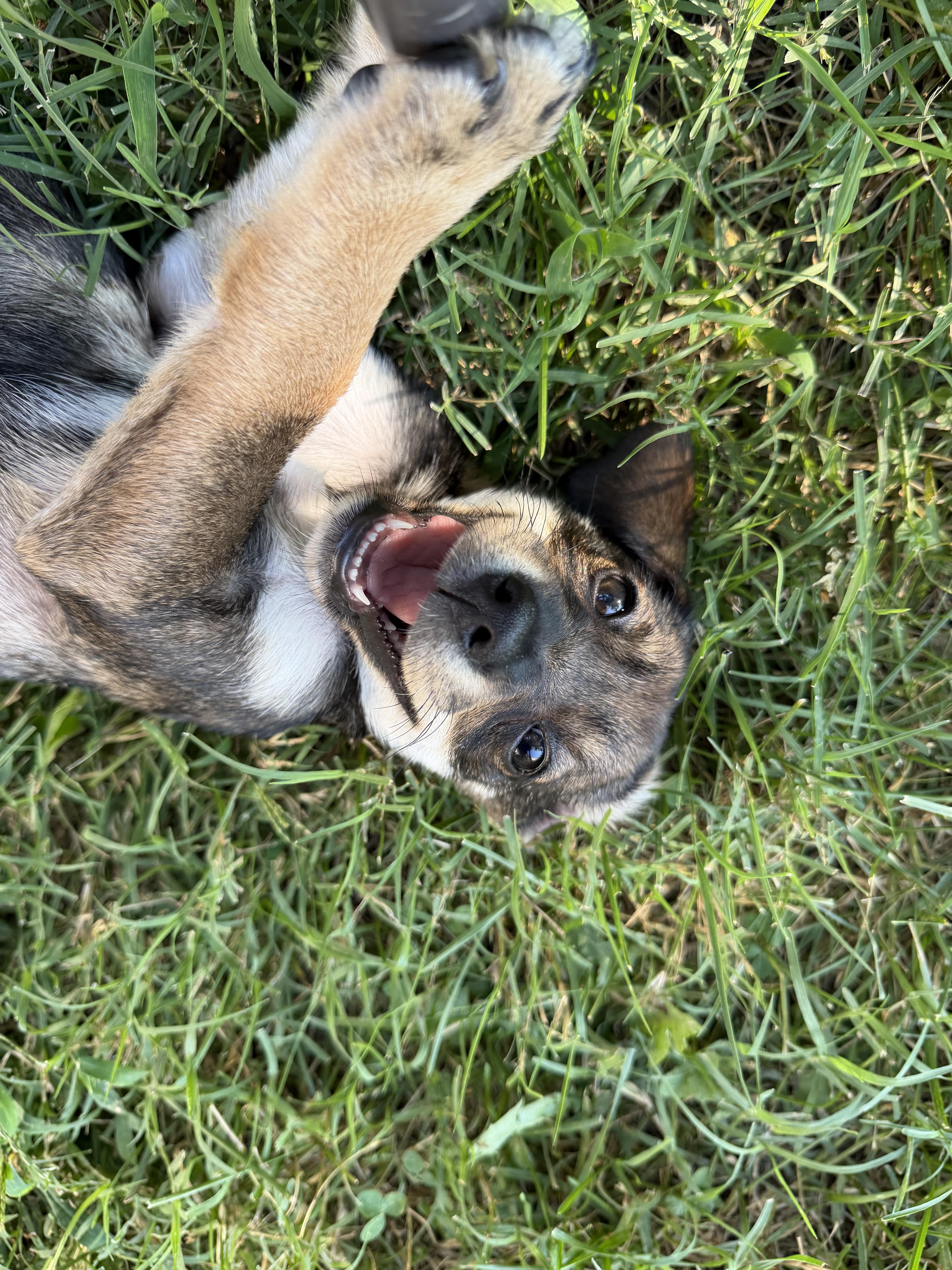 Enlarge Five, a Adoptable Hound in Richmond, VA image 5/6