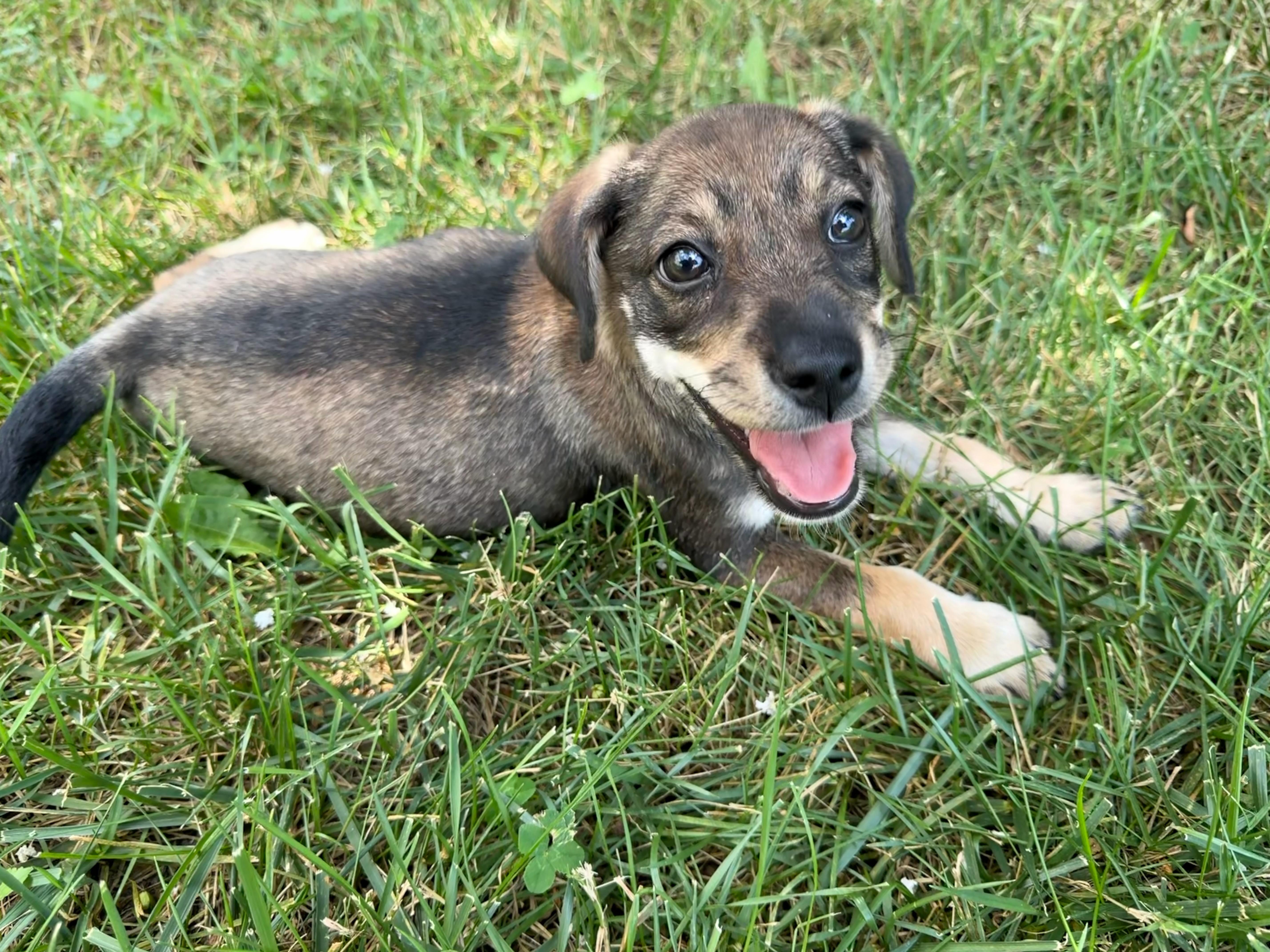 Enlarge Five, a Adoptable Hound in Richmond, VA image 6/6