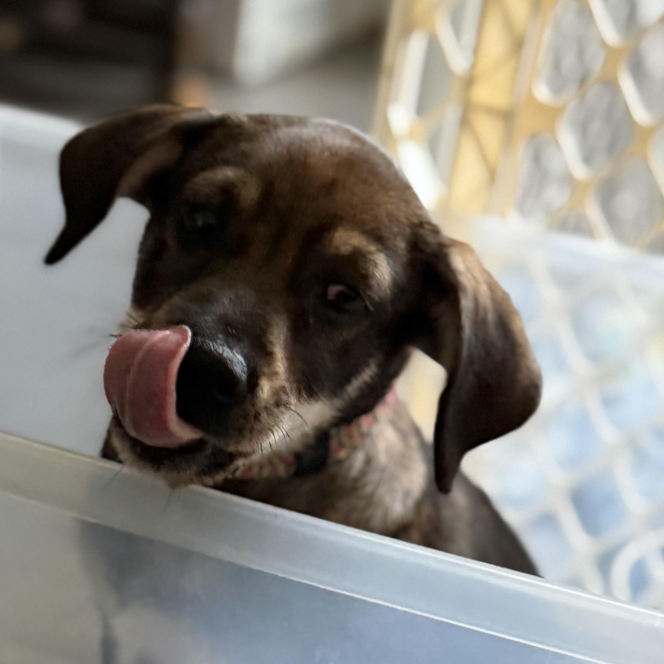 Five, Adoptable, Puppy Female Hound.