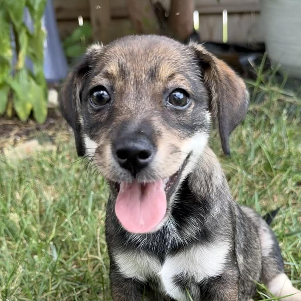 Enlarge Five, a Adoptable Hound in Richmond, VA image 3/6