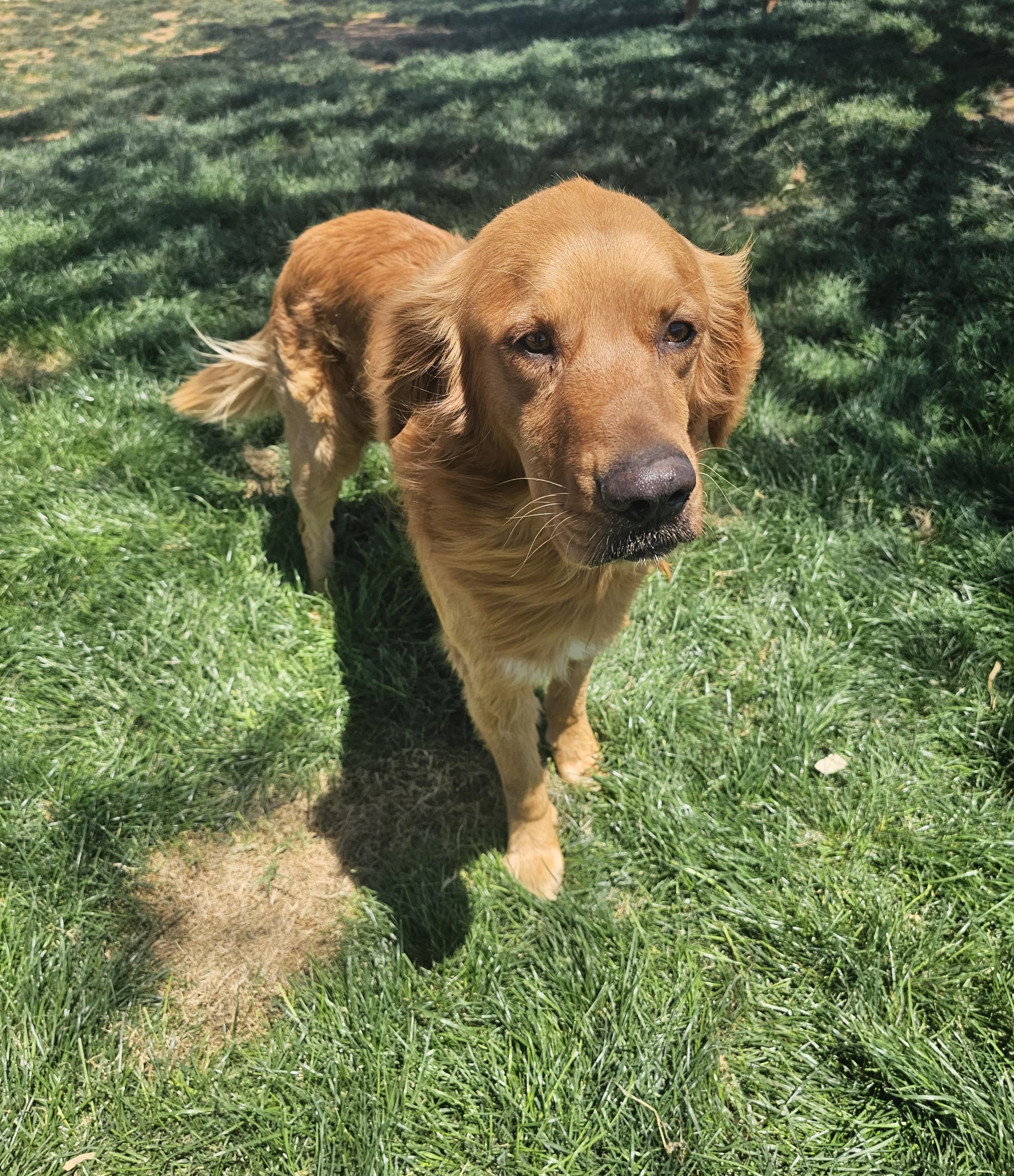 Enlarge Brennan, a Adoptable Golden Retriever in Mesa, AZ image 1/1