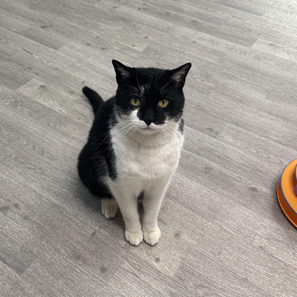 Zorro, Adoptable, Adult Male Domestic Short Hair.